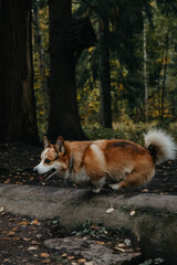 A beautiful brown and white dog is joyfully running through the woods
