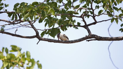 Striped kingfisher in the Okavango delta
