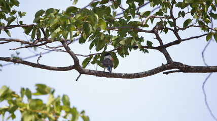 Fototapeta premium Striped kingfisher in the Okavango delta