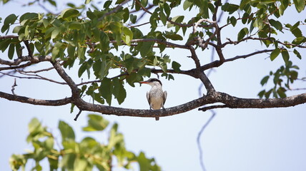 Striped kingfisher in the Okavango delta