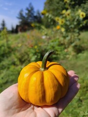 Mini pumpkin in hand. Jack be Little pumpkin harvest in autumn garden.