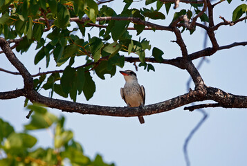 Striped kingfisher in the Okavango delta