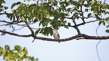 Striped kingfisher in the Okavango delta