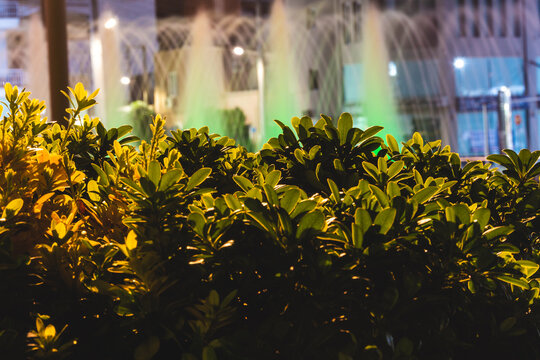 Night bush detail with illuminated fountain in Ilion, Attica, Greece.