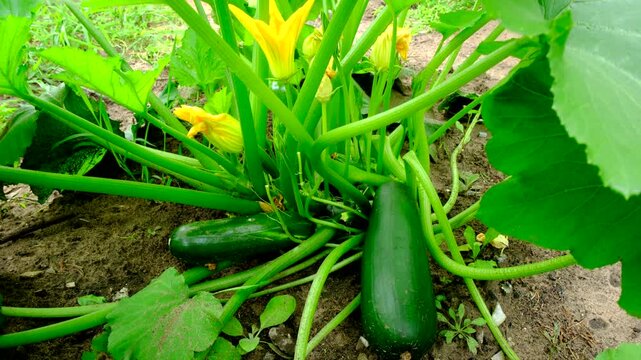 Close up of large zucchinis fruits resting on sand rich soil and moving camera toward plant flowers in full bloom