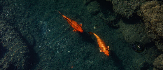 A pair of fish on a journey