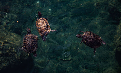 Three turtles compete for food
