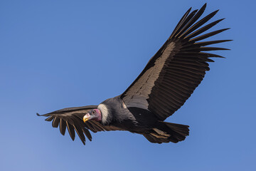 Obraz premium California condor flying in a clear blue sky