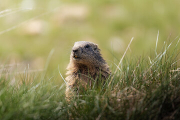 marmot in the mountains