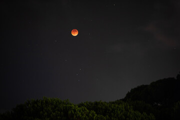 Red Moon During Lunar Eclipse Over Pine Forest - Middle East Mountains of Lebanon