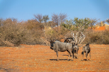Group of Gnus in the Kalahari desert, Namibia wildlife, Africa
