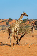 Two giraffes, giraffe portrait, wildlife safari and game drive in the Kalahari desert of Namibia, Africa