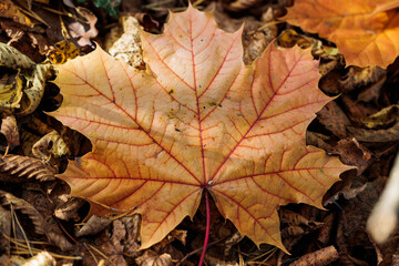 vista macro di una grande foglia di albero di acero di color marrone chiaro ed arancione in primo piano, dalle venature rosse, distesa su una superficie naturale, in autunno