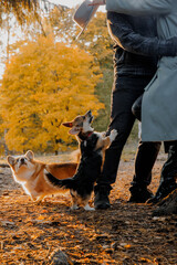 In a park, a man and a woman are standing next to two dogs