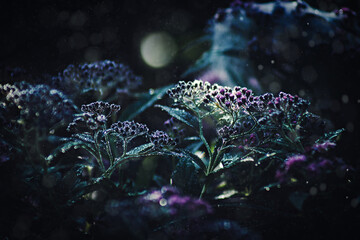 Pink Spirea bush (Spiraea japonica) on a magical night with many dewdrops. Atmospheric with bokeh effect and light effect