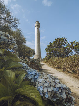 View of the Phare de Tr&Atilde;&copy;zien lighthouse rises majestically against a blue sky framed by lush greenery and hydrangea blooms, Plouarzel, Bretagne, France.