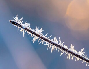Obraz premium Frost Covered Branch with Intricate Ice Crystals in Winter Light