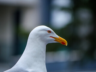 A classic portrait of a seagull's head in profile showing its serene expression and sharp features The bird's white head and powerful yellow beak are captured in perfect detail and beauty