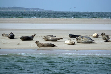 Fototapeta premium seals on the beach