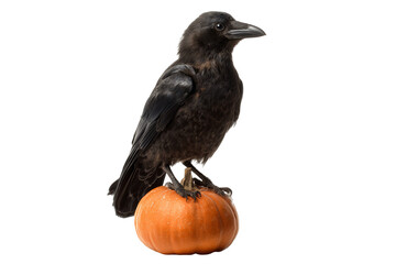 A Halloween raven perched on a pumpkin lantern, isolated on a transparent background.