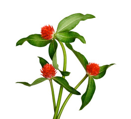 Bright red gomphrena flowers (Gomphrena globosa, globe amaranth) with green leaves isolated on a white background. Design element for botanical and floristic compositions, postcards, designs.