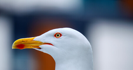 An extreme macro shot of a seagull's head showing the incredible detail of its red rimmed eye The bird's piercing gaze is the central focus of this very tight and intimate wildlife portrait