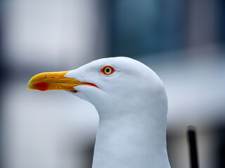 A simple and elegant portrait of a seagull's head in profile on a soft background The clean lines and calm expression of the bird make this a serene and beautiful wildlife photograph