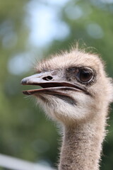 ostrich head close up