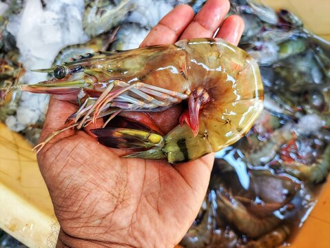 big tiger prawn in hand in nice blur background HD