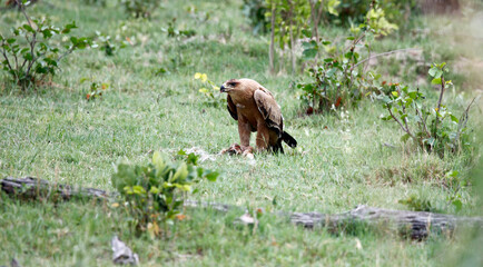Tawny eagle in the Okavango delta