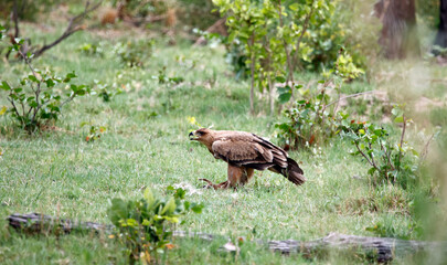 Tawny eagle in the Okavango delta