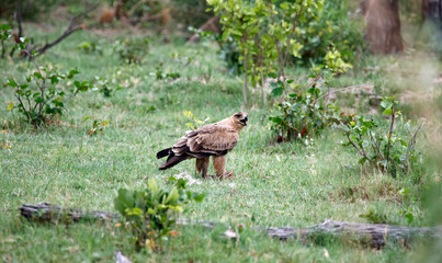 Tawny eagle in the Okavango delta