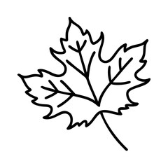 Minimalist drawing of a maple leaf, in black and white outlines