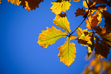 Obraz premium Red leaves in late autumn in Beijing, China