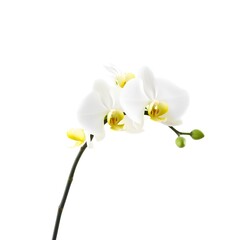 A close up view of a delicate white orchid with yellow accents against a bright white background space