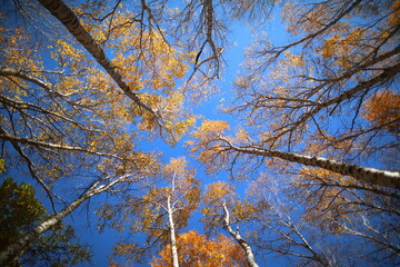 Red leaves in late autumn in Beijing, China