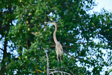 The image shows a Purple Heron (Ardea purpurea) perched on a branch, its slender body and long, elegant neck highlighted against a blurred green and blue background of foliage.