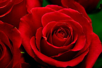 Red roses close-up, macro floral photography