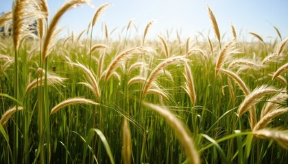 Fototapeta premium Sunlit golden grass field with tall blades and clear sky