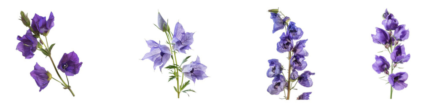 Sprigs of purple aconitum flowers, studio shot a transparent background