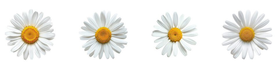 Isolated daisy flowers with pristine petals yellow centers