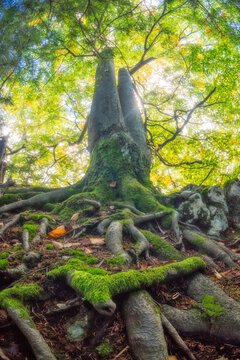 View of a moss-covered tree with exposed roots reaching out over the forest floor, bathed in soft light filtering through the canopy, Moty&Auml;ky, Bansk&Atilde;&iexcl; Bystrica Region, Slovakia.