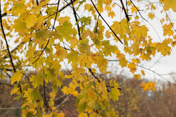 grandi foglie di acero dai colori autunnali, attaccate ai rami di un albero, di giorno, all'aperto, in autunno