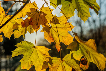 grandi foglie di acero dai colori autunnali, attaccate ai rami di un albero, di giorno, all'aperto, in autunno