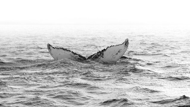 View of the majestic whale tail rises from the dark, rippling ocean in a monochromatic dance, a breathtaking spectacle of nature, Iceland.