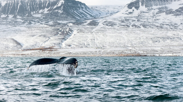 View of the ocean's surface, where a whale's tail emerges gracefully against the backdrop of snow-covered mountains, creating a striking contrast, Iceland.