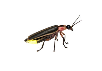 Closeup of a Firefly at Night isolated on transparent background