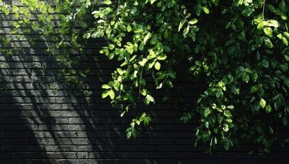 Obraz premium Lush green leaves cascade down a dark gray brick wall, illuminated by sunlight