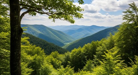 Lush green valley with rolling hills and a vibrant forest canopy view