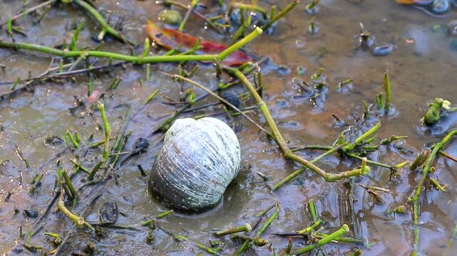 White snail shell in dirty mud on the lake shore.